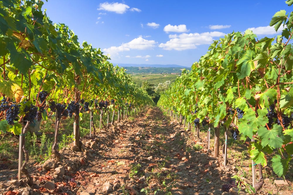 Montalcino vineyard on our Tuscany from Rome tour