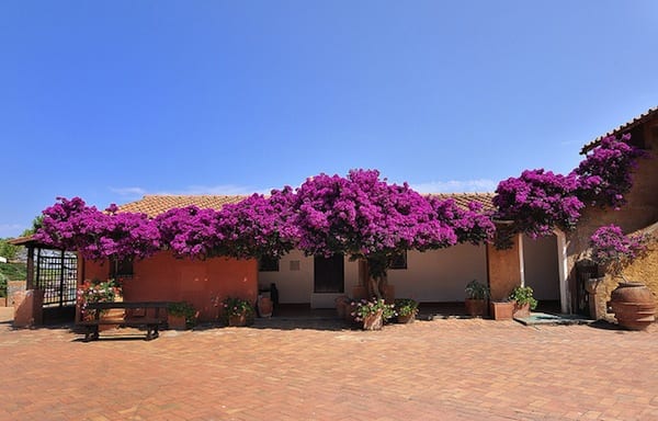  bloemen bedekken een klein huis in Giannutri. Foto van Simonetta Viterbi