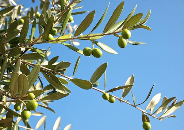 Italy is the second largest producer of olive oil, making the olive tree a common sight. Photo by Stew Dean