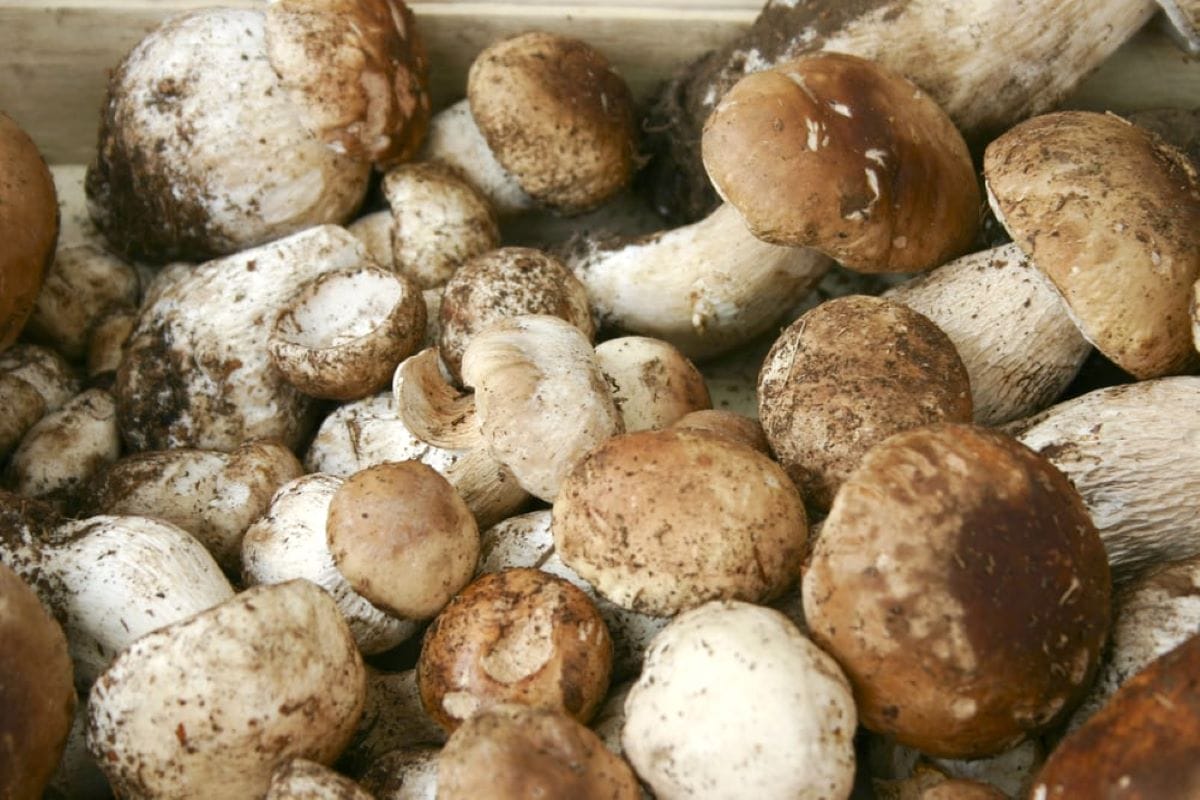 porcini mushrooms