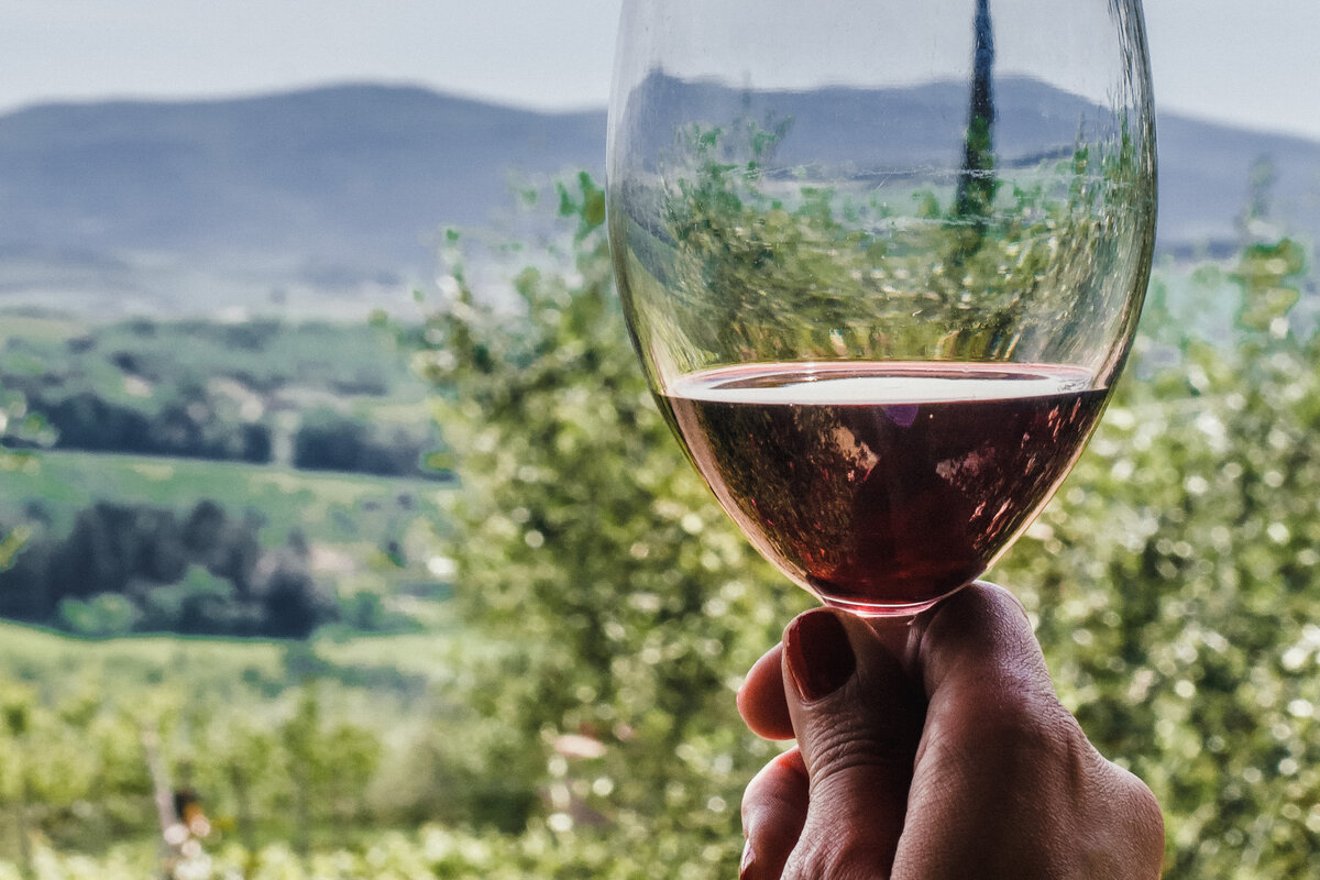 Vineyards in Italy in July