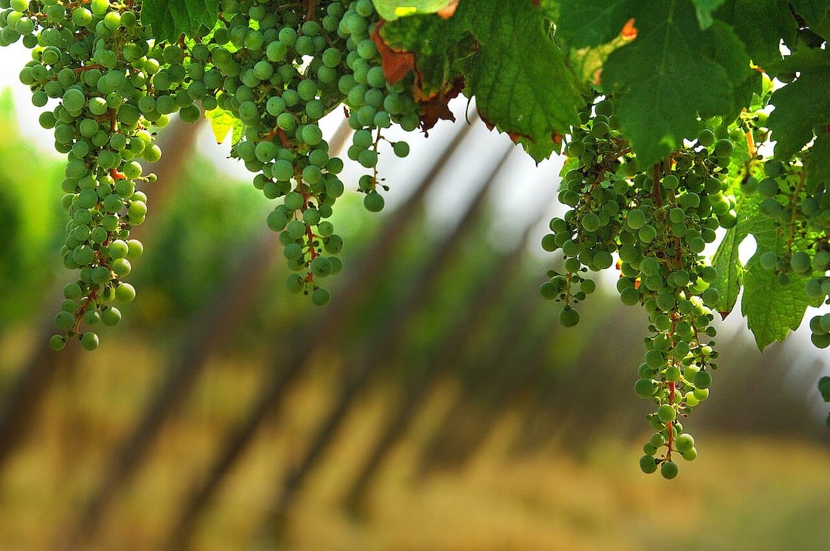 Franciacorta grapes