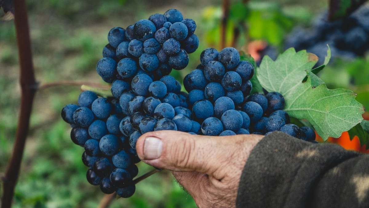 Man holding Italian grapes