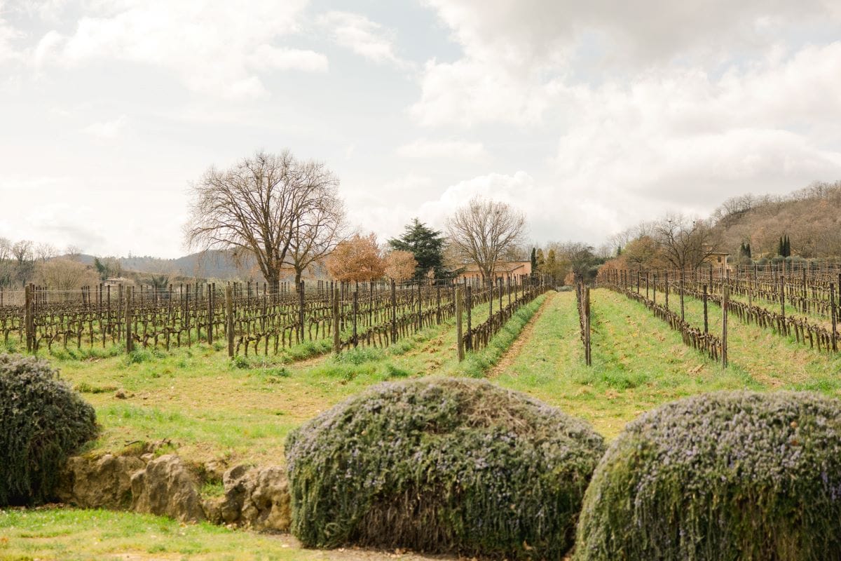 Vineyards in Monticchiello on a cloudy day.