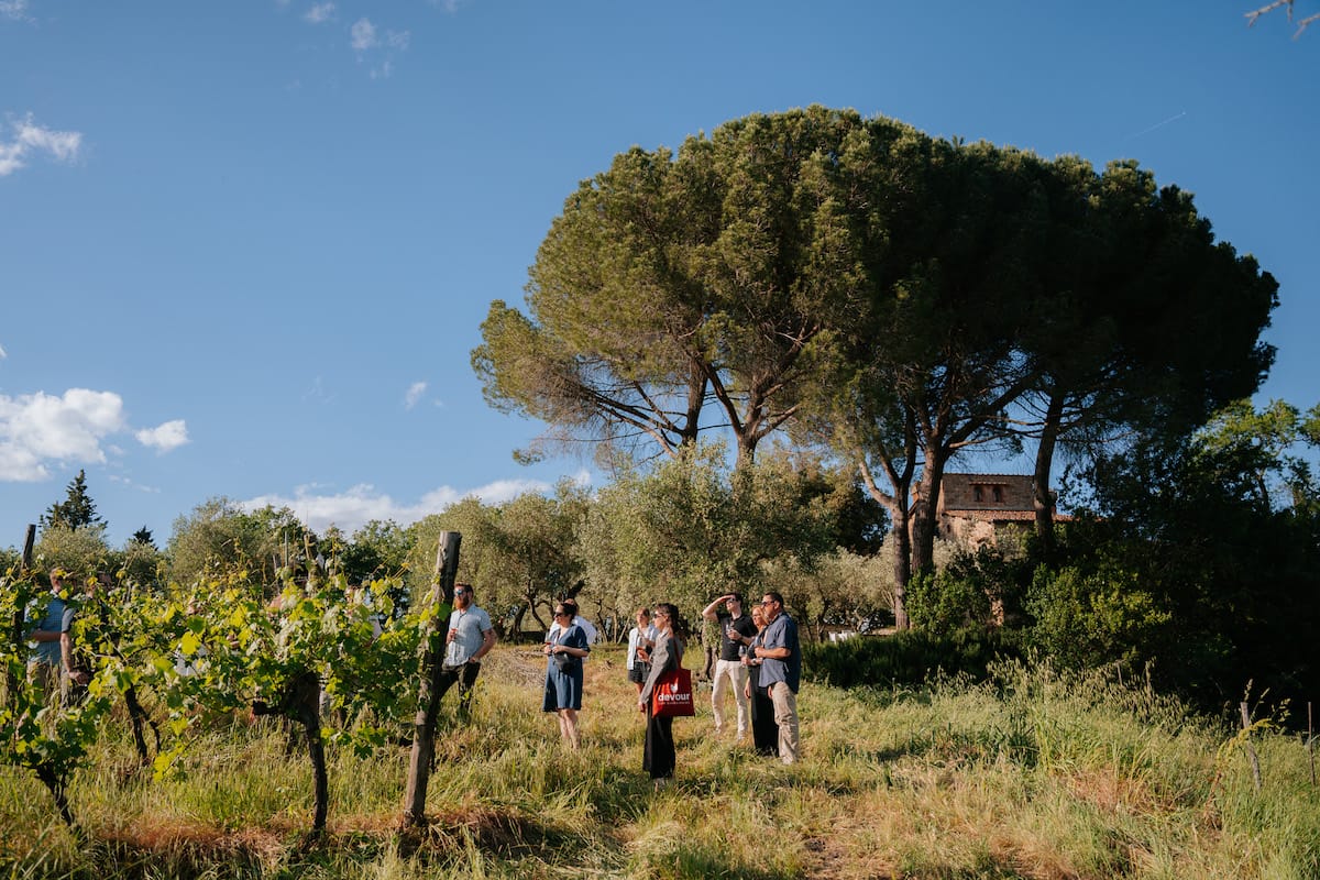 Tour learning about the history of wine with a big tree and a vineyard